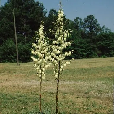 thumbnail for publication: Yucca filamentosa Adam's Needle